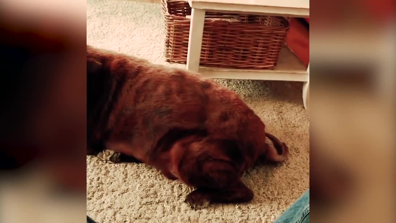 Dog fart cat puke Coub The Biggest Video Meme Platform