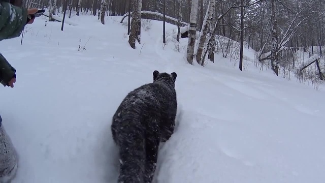 Луна и венза видео