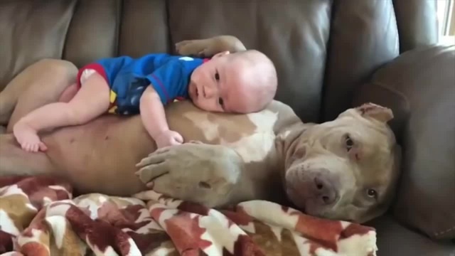 why do dogs protect babies