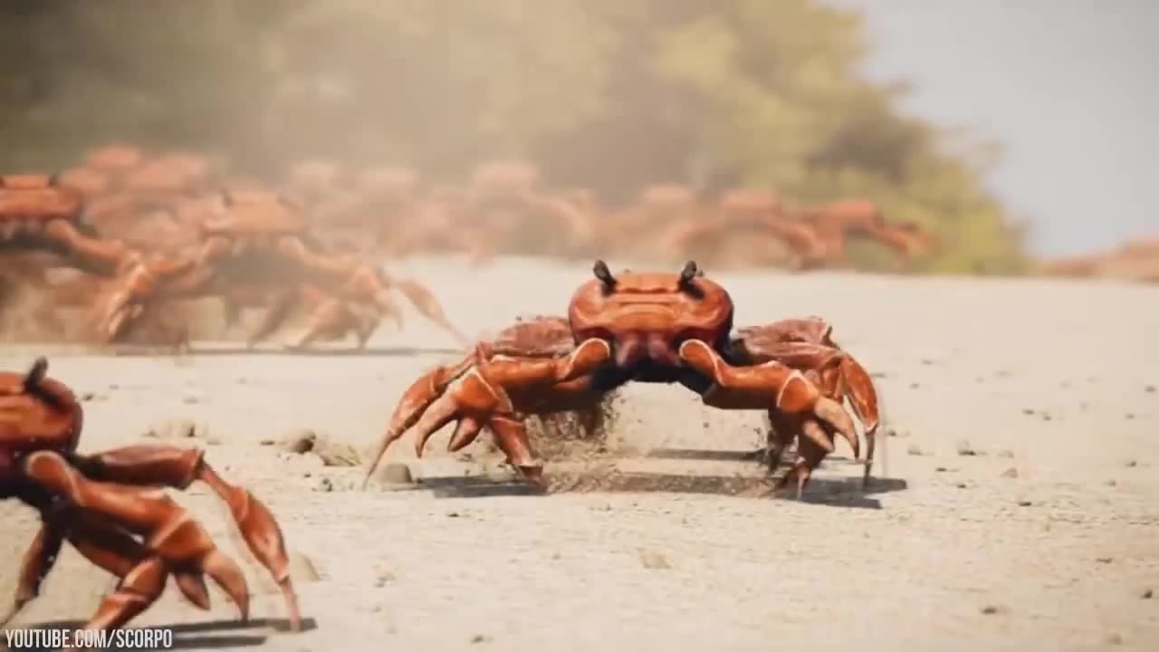 Танцующие крабы. Crab Rave. Краб танцует. Краб из клипа. Краб дэнс.