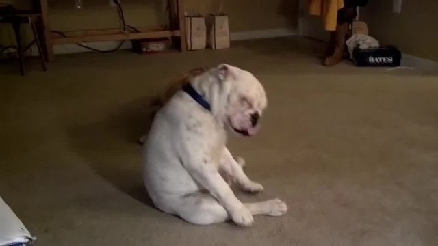 Собака зажигает. Собака танцует под модерн. Клип с собаками. Собака танцует gif. Собака зажигает.