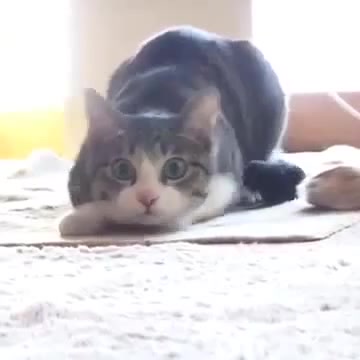 wiggle wiggle wiggle cat