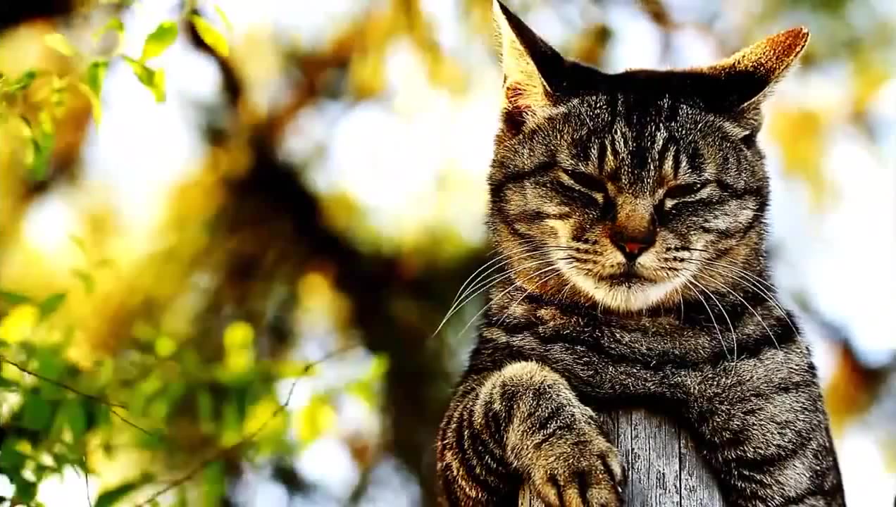 Кот дей. Кот медитирует. Кот в медитации. Коты 2016. Sad Cat.