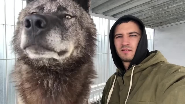 Worlds Largest Wolf Ever Recorded