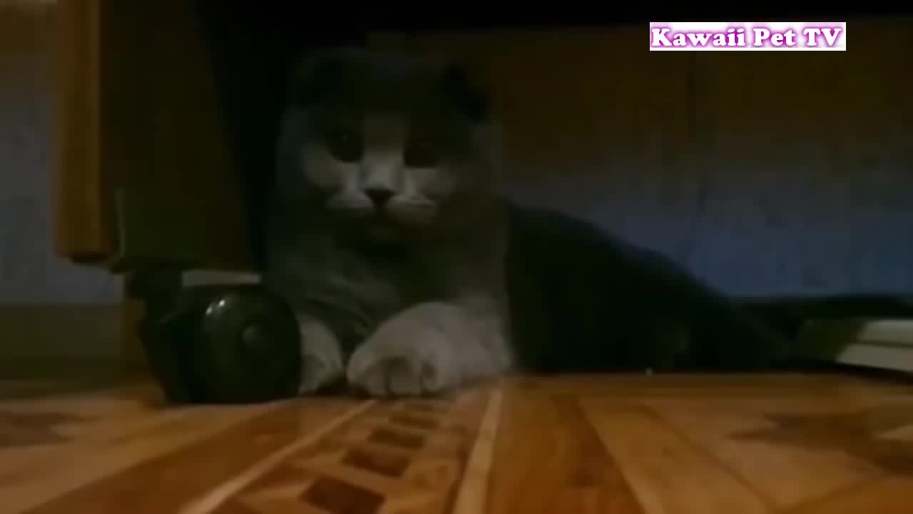 絶対笑う 最高におもしろ猫のハプニング 失敗動画集 1 Coub The Biggest Video Meme Platform 絶対笑う 最高におもしろ猫のハプニング 失敗動画集 1 Coub The Biggest Video Meme Platform