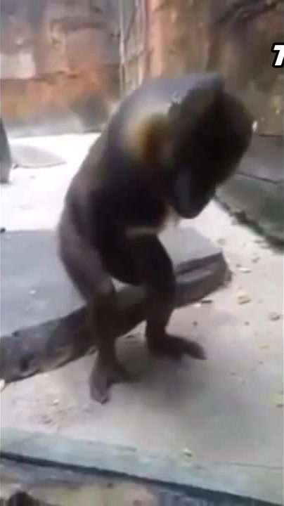 Monkey Masturbating Video