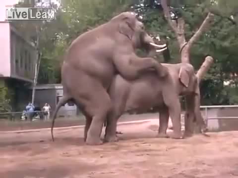 Elephant Pprn