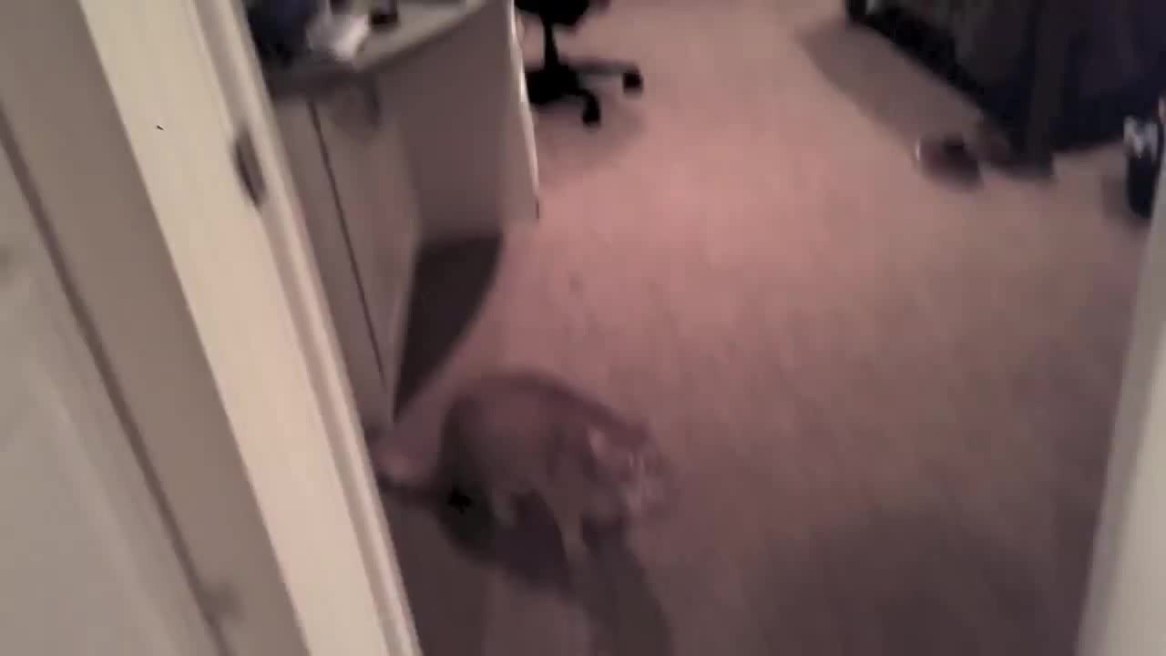 песню кот взорвался