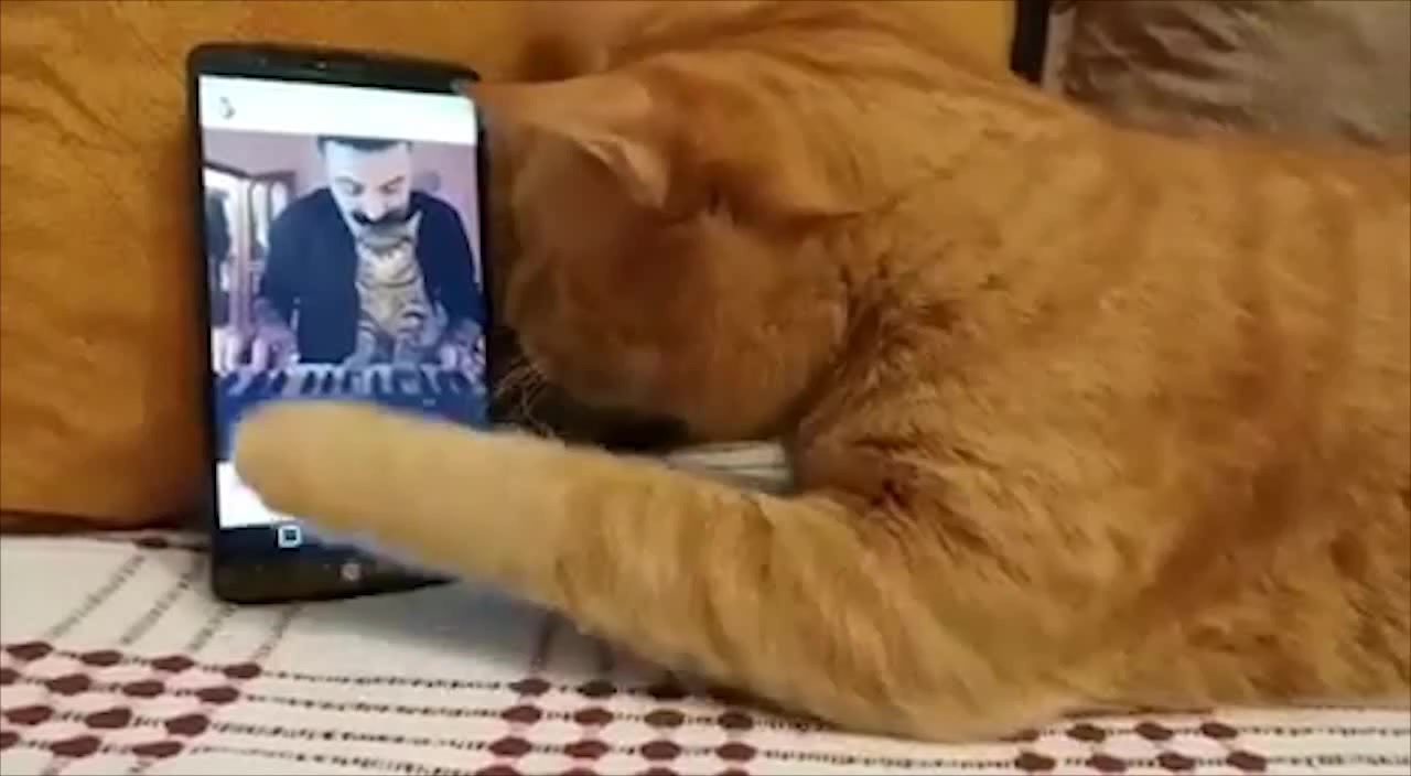 Слепой кот видео