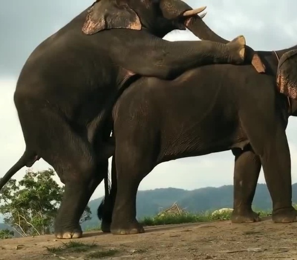 Animals Mating on Coub