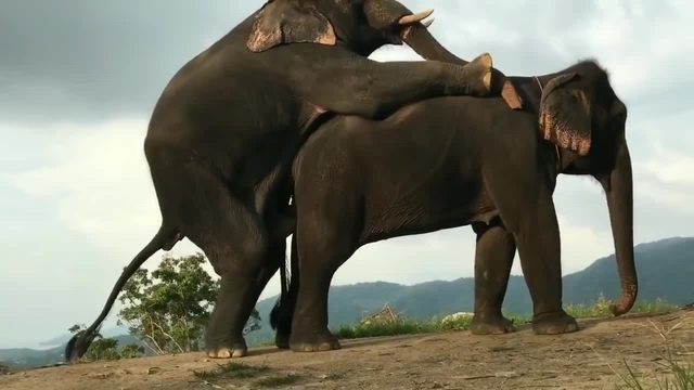 Best Animals Mating Video on Coub