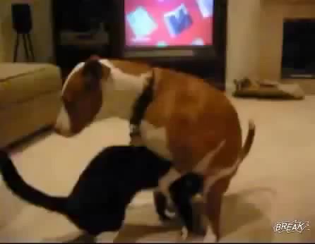 Cat Gives Dog a Blowjob | funny - Coub - The Biggest Video Meme Platform