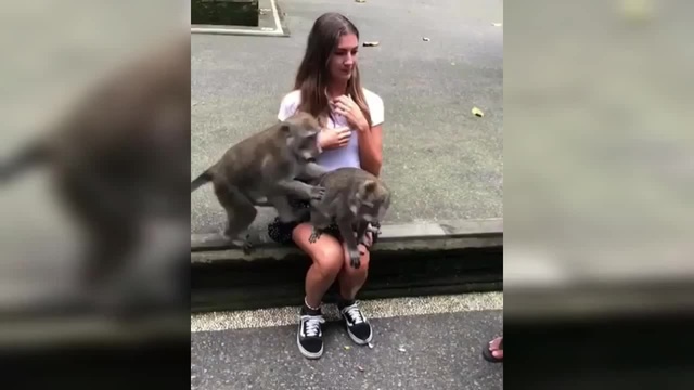 Women Fucking With Monkey