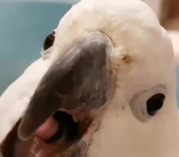screaming parrot